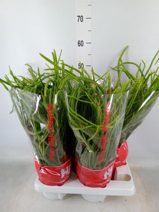 <h4>Rhipsalis ...</h4>