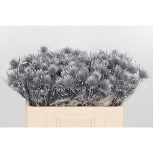 Eryngium Anita Silver