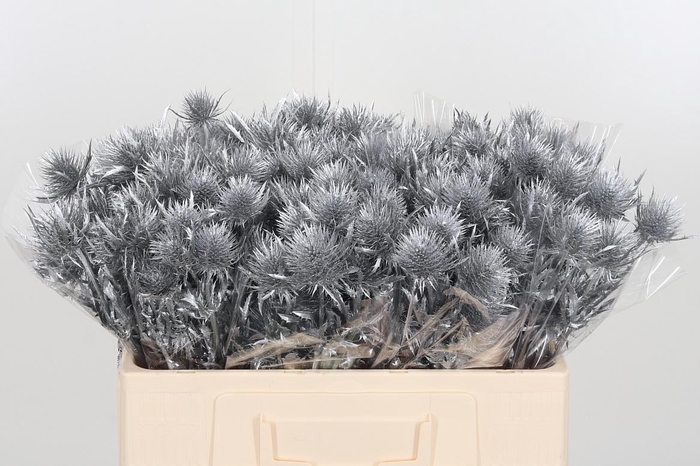<h4>Eryngium Anita Silver</h4>