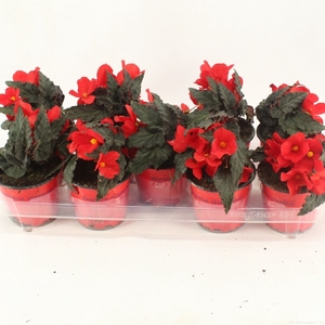 Begonia Florencio red