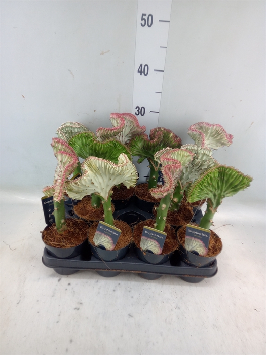 <h4>Euphorbia lactea 'Cristata'</h4>