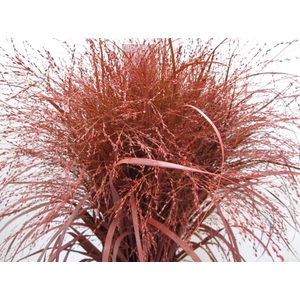 Panicum Warrior Rood