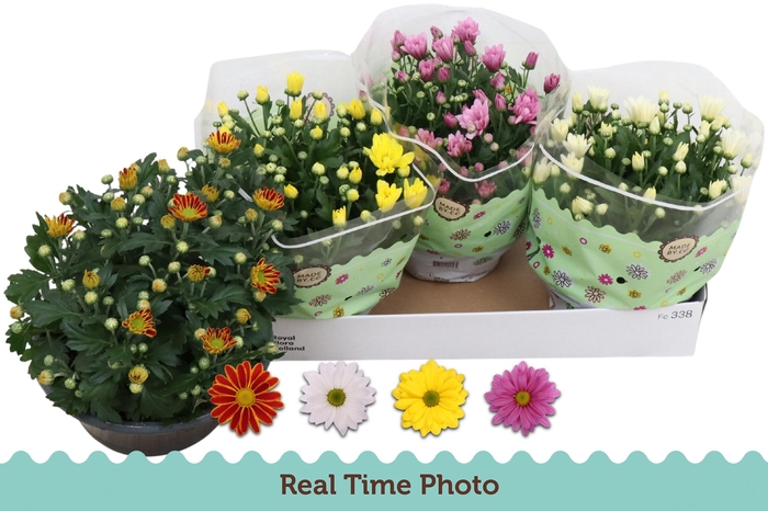 <h4>CHRYS GEM 4 KL</h4>