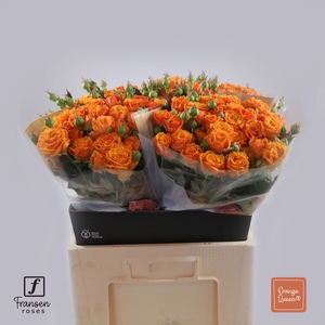 R TR ORANGE QUEEN