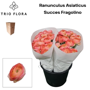 RAN SU FRAGOLINO Aqua Box 60