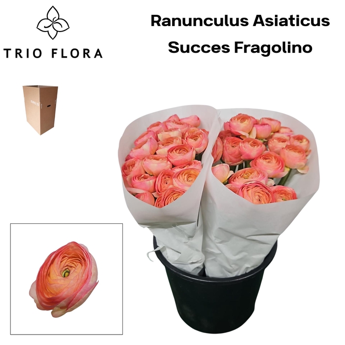 <h4>RAN SU FRAGOLINO Aqua Box 60</h4>