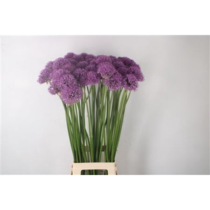 Allium Gladiator Ex