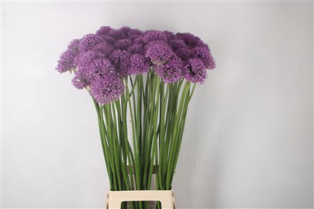 <h4>Allium Gladiator Ex</h4>