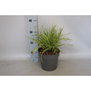 vaste planten 19 cm  Carex morrowii Ice Dance