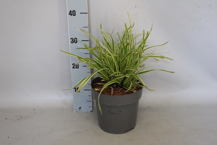 <h4>vaste planten 19 cm  Carex morrowii Ice Dance</h4>