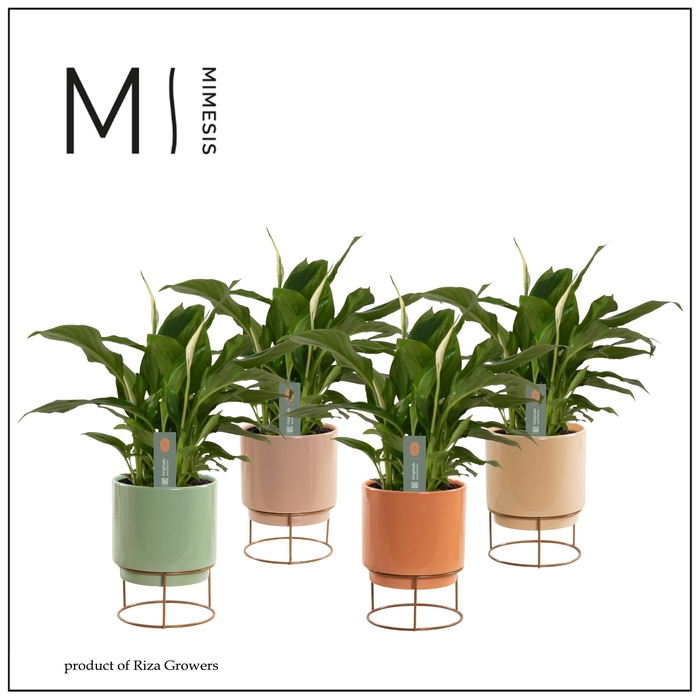 <h4>Mimesis Spathiphyllum 9 cm in Emma - Craft World</h4>