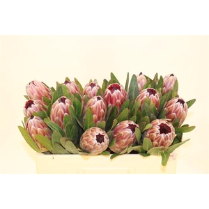 PROTEA PINK ICE