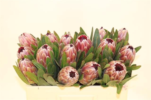 PROTEA PINK ICE