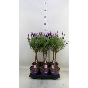 Lavandula stoec. 'Anouk'
