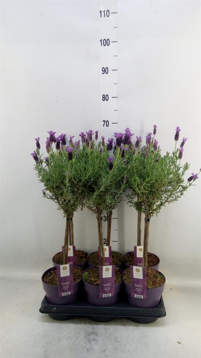 <h4>Lavandula stoec. 'Anouk'</h4>