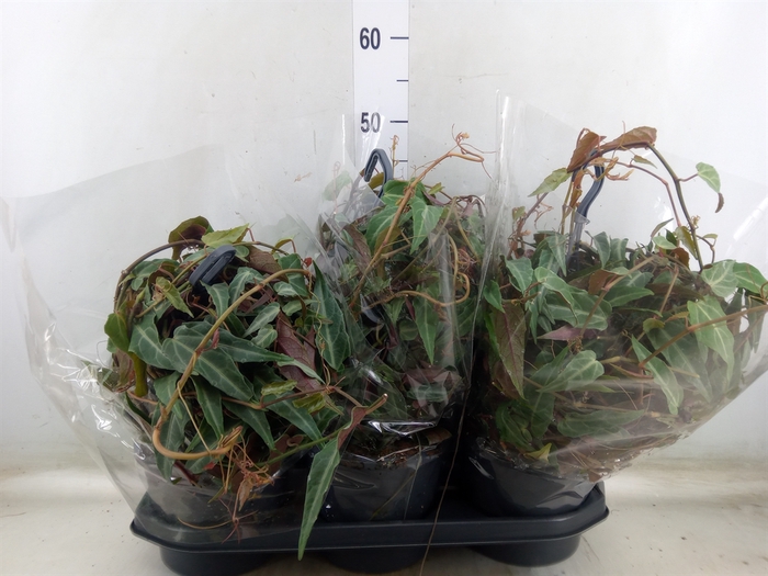 <h4>Parthenocissus    ...</h4>