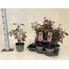 Acer Pa Atropurpureu