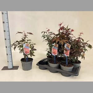 ACER PA ATROPURPUREU