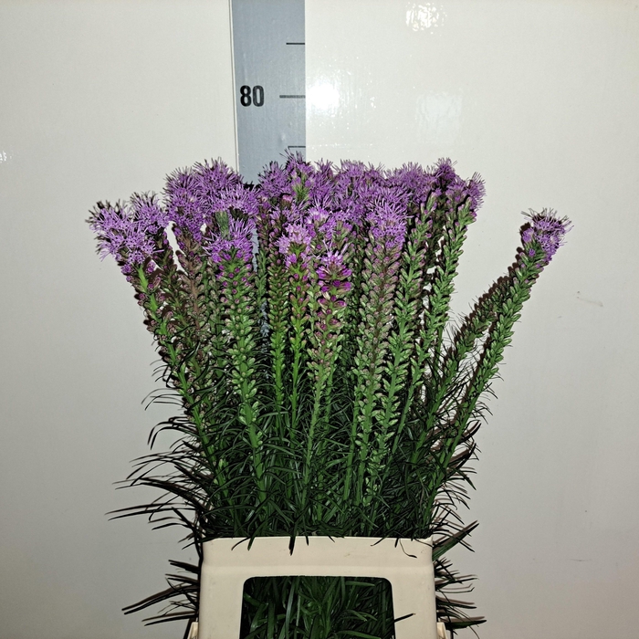 <h4>LIATRIS SPICATA</h4>