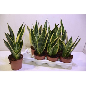 arr8 Sansev Futura Superb