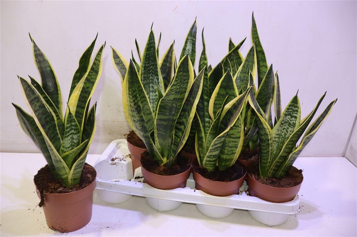 <h4>arr8 Sansev Futura Superb</h4>