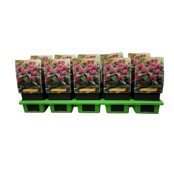 <h4>Monarda didya 'Pink Supreme' P11</h4>