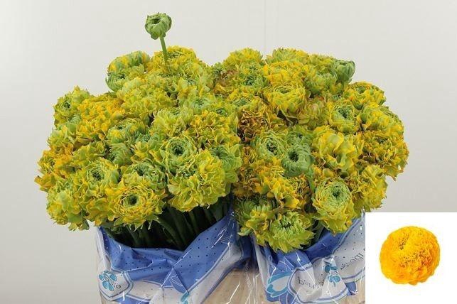 <h4>RAN PON PON LUNA</h4>