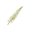 Eremurus White