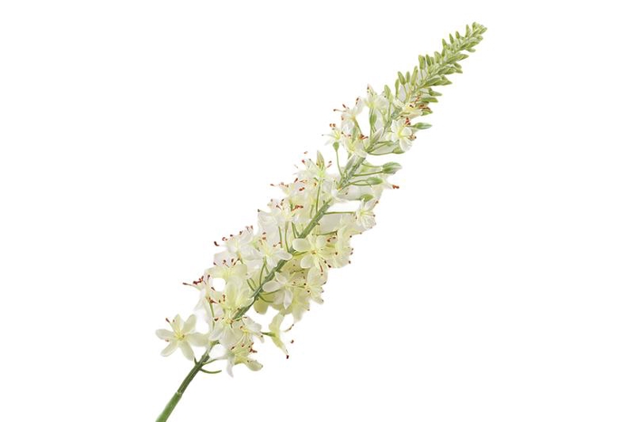 <h4>Eremurus White</h4>