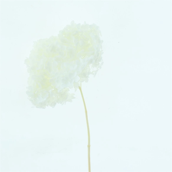 <h4>Pres Bleached Hydrangea Anna White</h4>