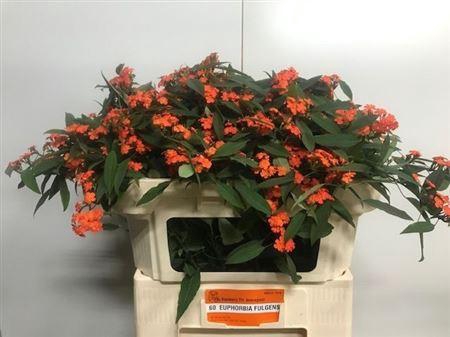 <h4>Euph F T Queen Orange</h4>