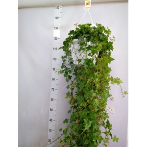 Hedera helix 'Pittsburgh'