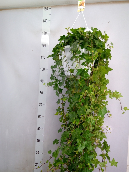 <h4>Hedera helix 'Pittsburgh'</h4>
