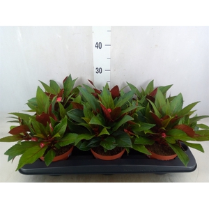 Impatiens NG 'Tamarinda Light Pink'