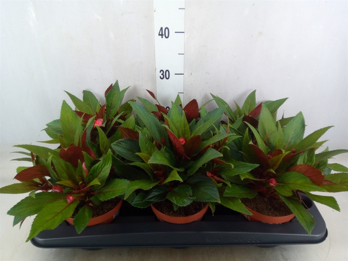 <h4>Impatiens NG 'Tamarinda Light Pink'</h4>