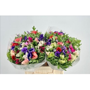 Anemone Mistral Plus Rainbow Mix Extra