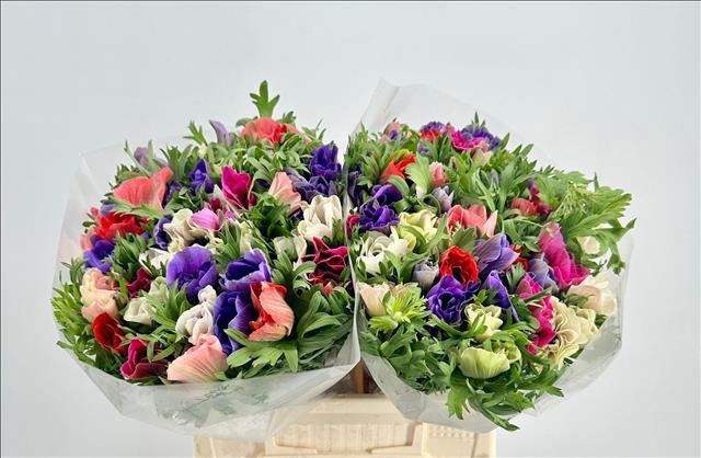 <h4>Anemone Mistral Plus Rainbow Mix Extra</h4>
