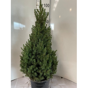 PICEA GL CONICA