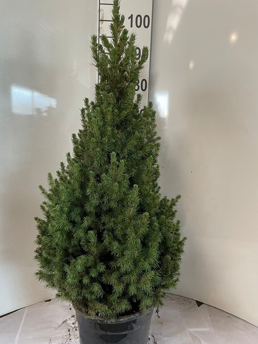 <h4>PICEA GL CONICA</h4>