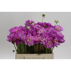 Dahlia Purple O