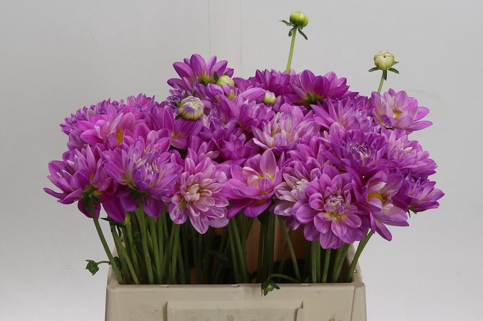 <h4>Dahlia Purple O</h4>