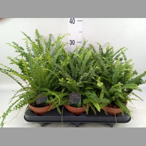 Nephrolepis cord. 'Duffii'