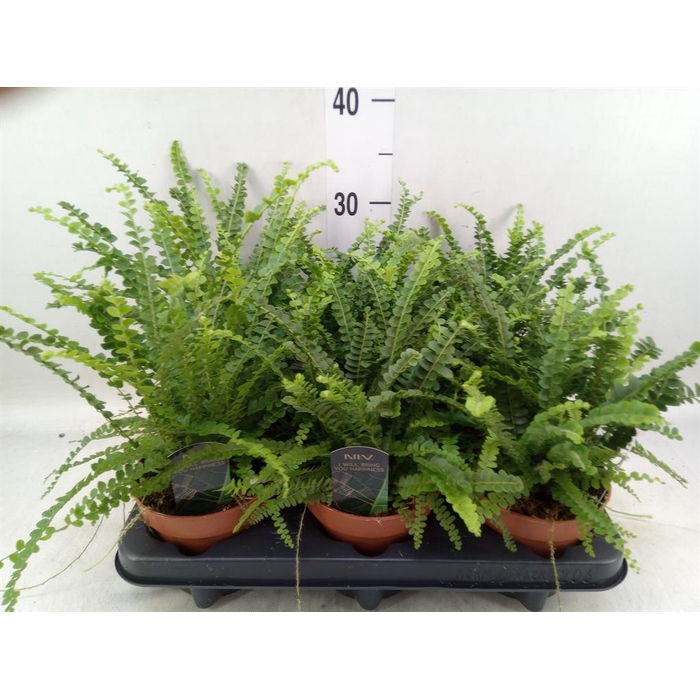 <h4>Nephrolepis cord. 'Duffii'</h4>