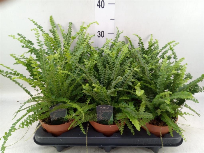 Nephrolepis cord. 'Duffii'