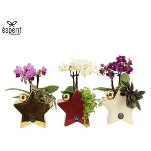 Arrangementen Kerst H%
