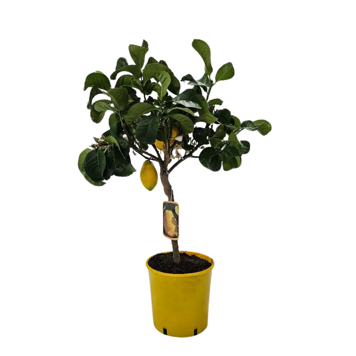 <h4>Citrus hystrix</h4>