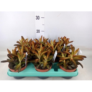 Kalanchoe NF tomentosa