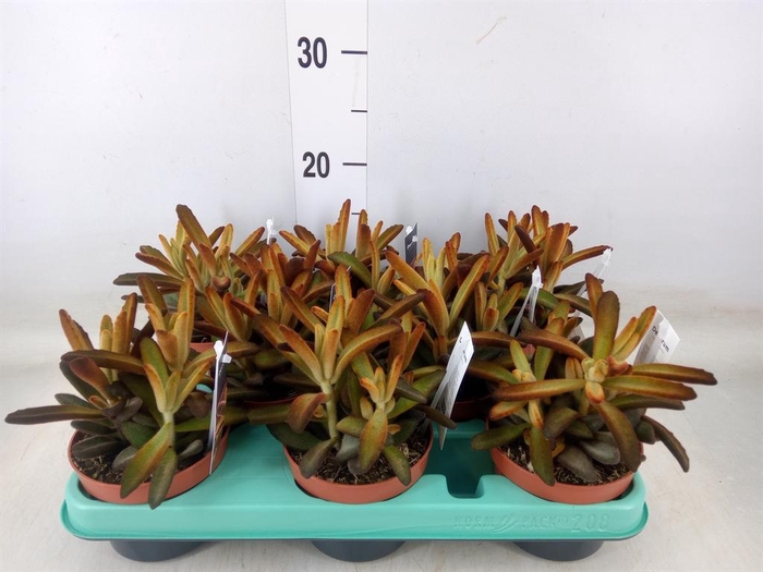 <h4>Kalanchoe NF tomentosa</h4>
