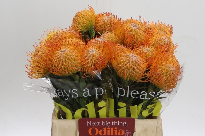 <h4>Nutans Ayoba Sun</h4>