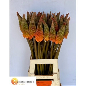 Kniphofia Alcazar Biemans